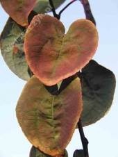 Cercidyphyllum japonicum 'Rotfuchs' 